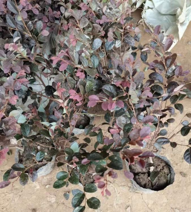 45公分红花继木苗色块拼接绿篱搭配景观打造彩叶树