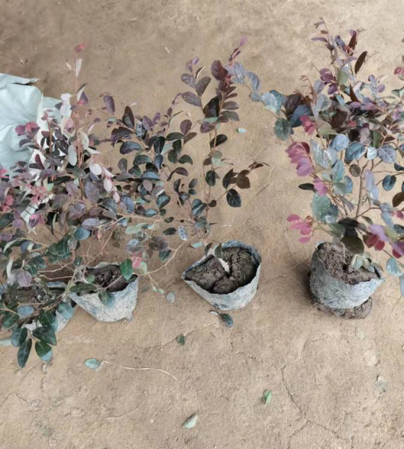 45公分红花继木苗色块拼接绿篱搭配景观打造彩叶树