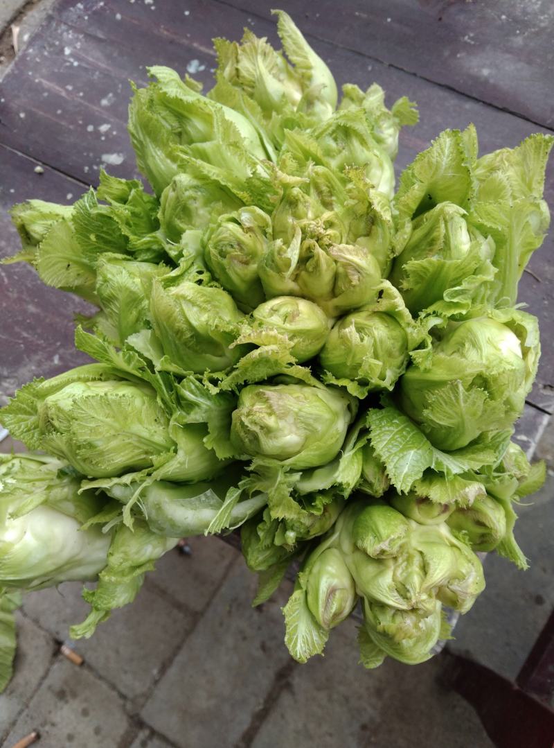 儿菜