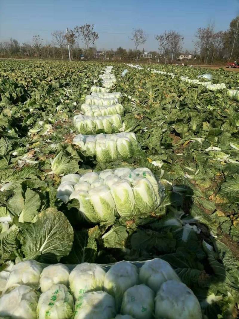 绿禾蔬菜基地矮颗黄心白菜个头3—6斤、个头匀耐运输储存