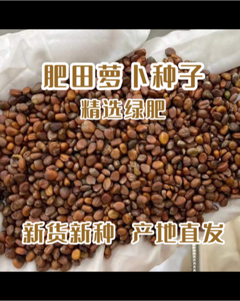 肥田萝卜种子包邮绿肥饲用肥田萝卜绿肥种子