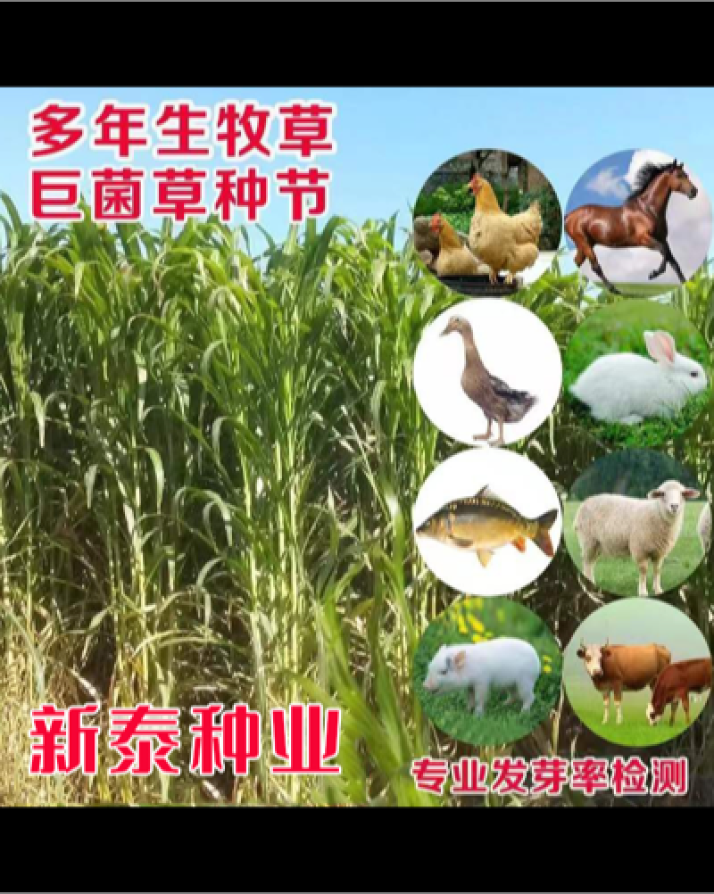 进口杂交高产巨菌草种子四季牧草冻不死多年生养猪牛羊鸡鸭鹅