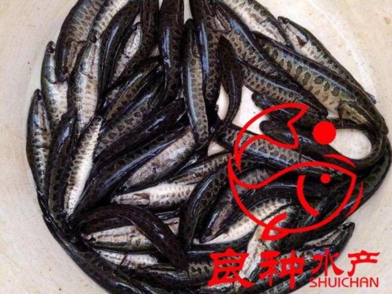 杂交黑鱼苗全国批发生鱼财鱼可提供黑鱼苗养殖技术
