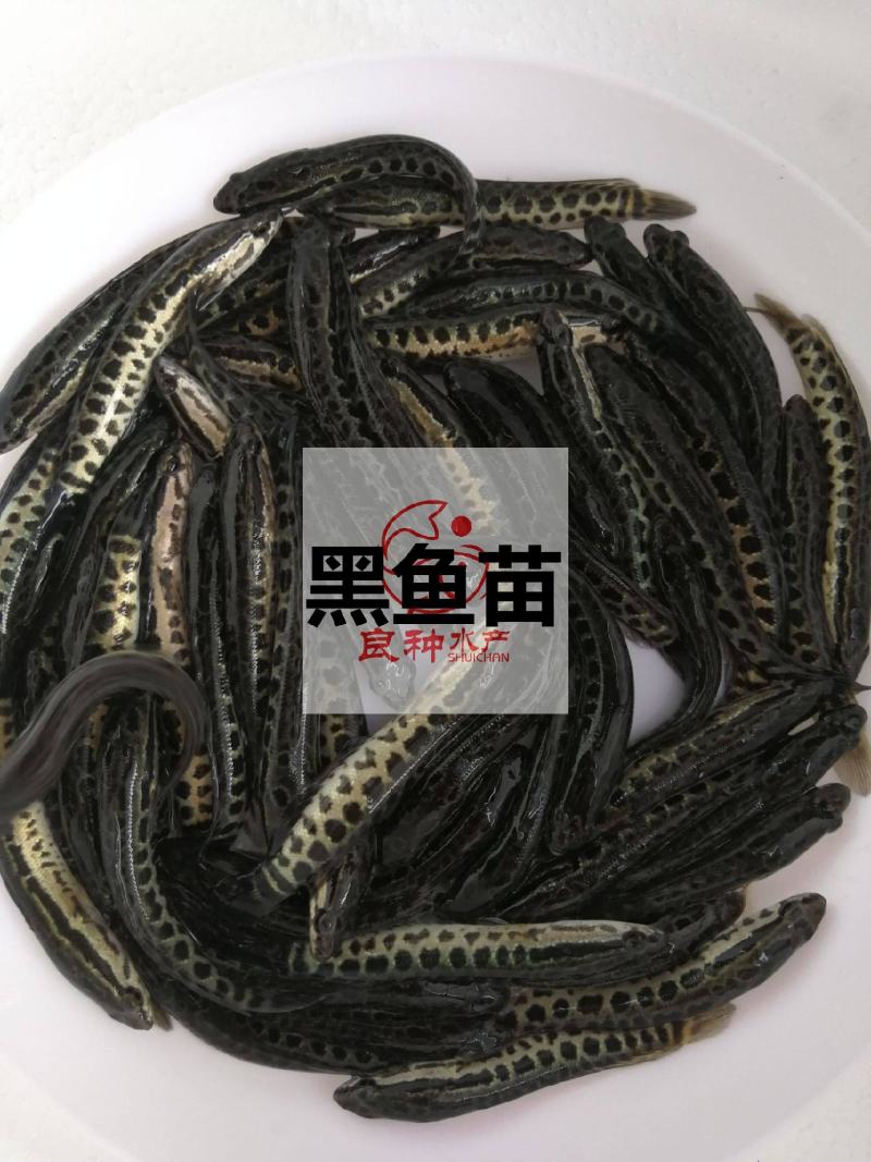 杂交黑鱼苗全国批发生鱼财鱼可提供黑鱼苗养殖技术