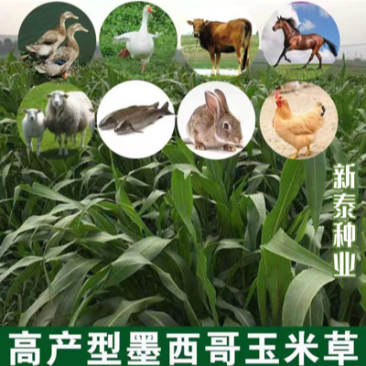 墨西哥玉米草种子高产养殖牧草籽四季播种饲料草种子