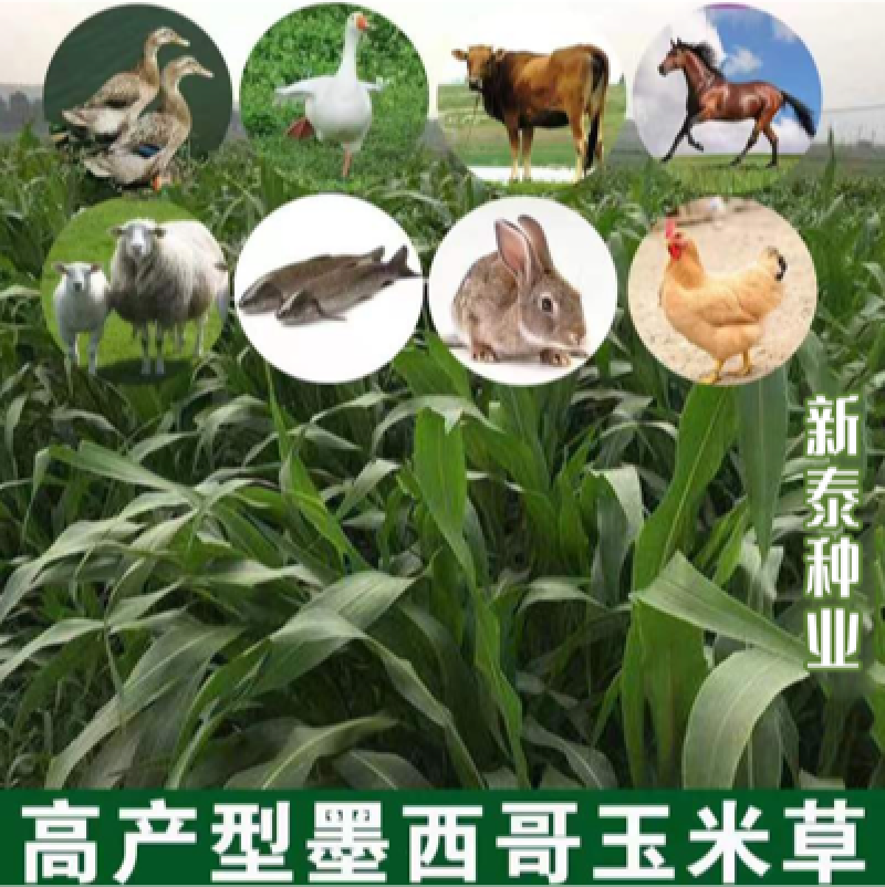墨西哥玉米草种子高产养殖牧草籽四季播种饲料草种子