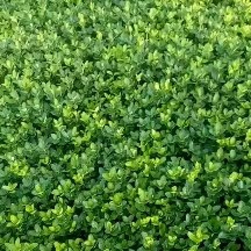 北海道黄杨小苗，北海道黄杨床苗价格，北海道黄杨基地直销。