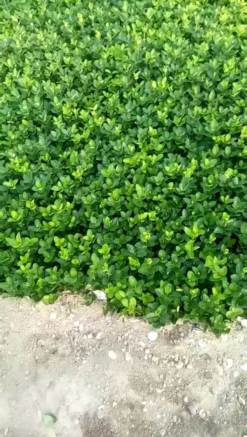 北海道黄杨小苗，北海道黄杨床苗价格，北海道黄杨基地直销。