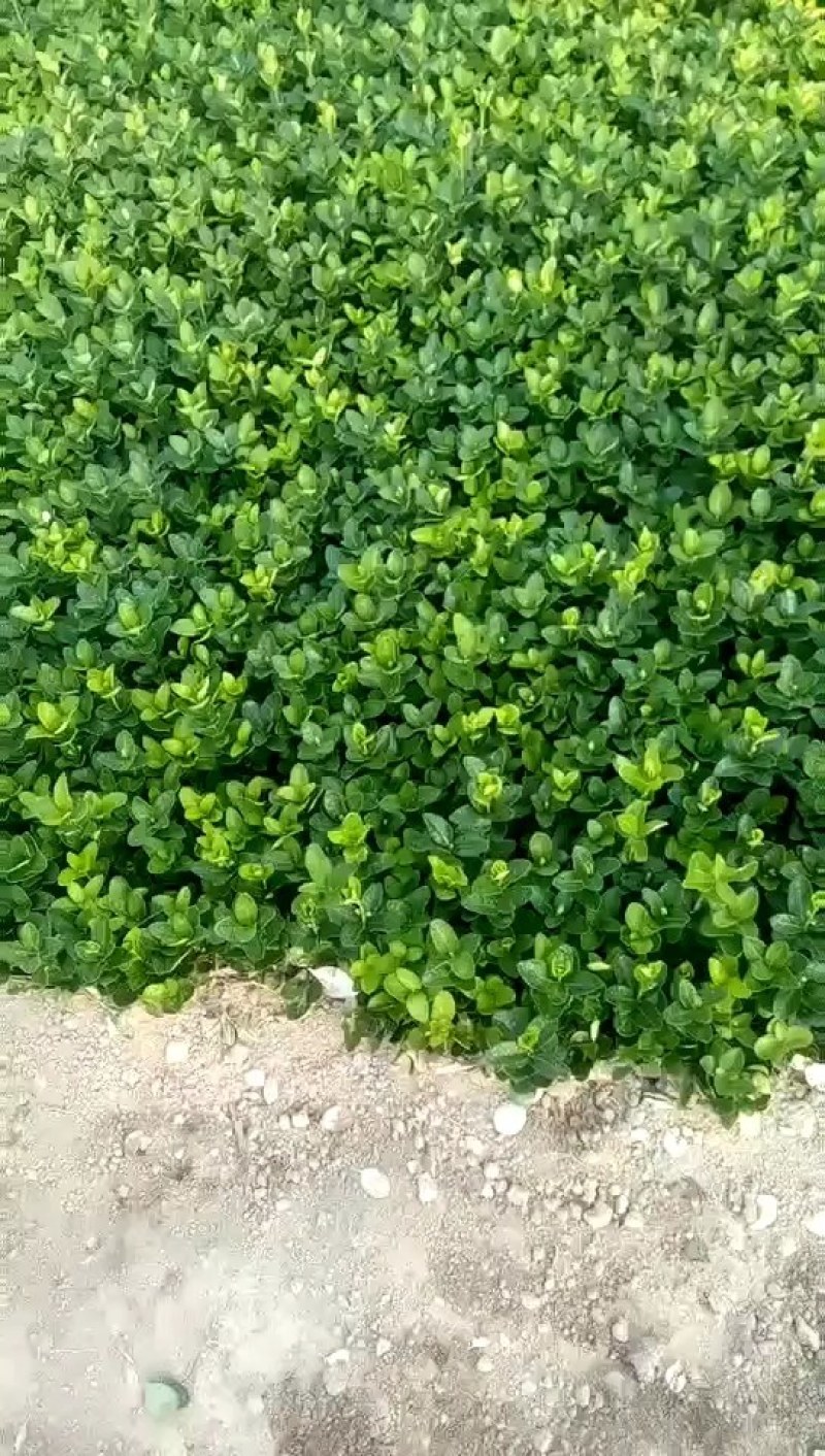 北海道黄杨小苗，北海道黄杨床苗价格，北海道黄杨基地直销。