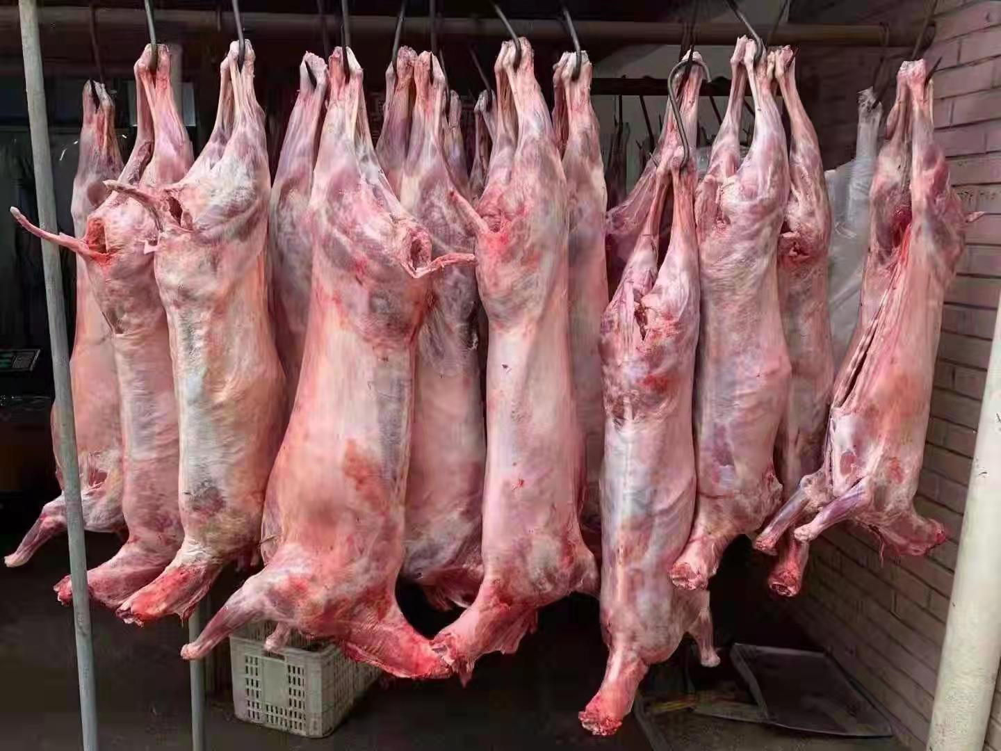 展示一只完整清洗后的白条羊,表皮洁白、肉质鲜红,背景为干净的屠宰加工环境 白条羊肉的整只展示