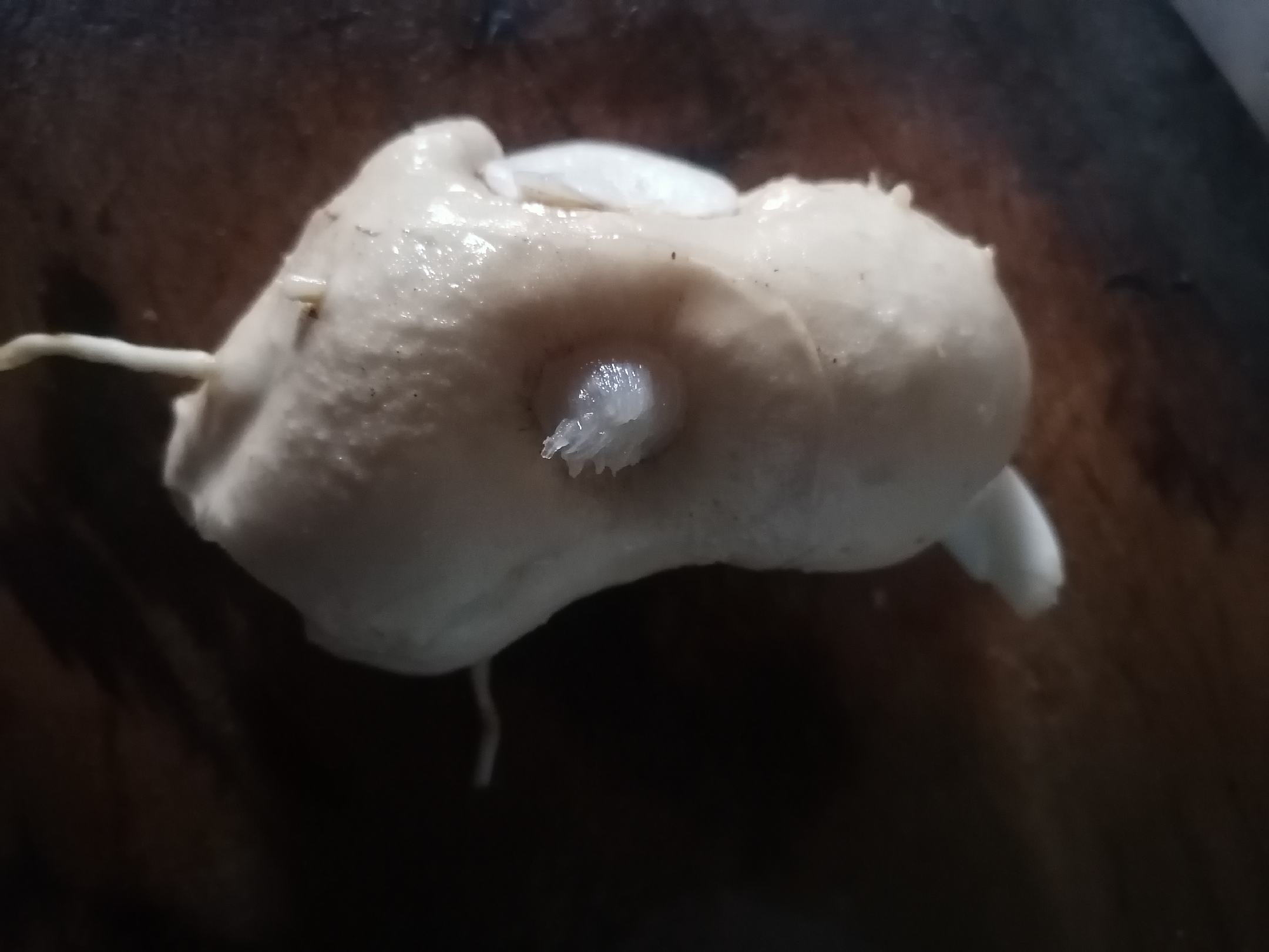 黄精根茎实物图