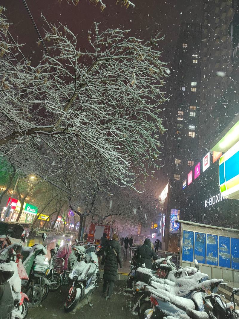 杨树苗