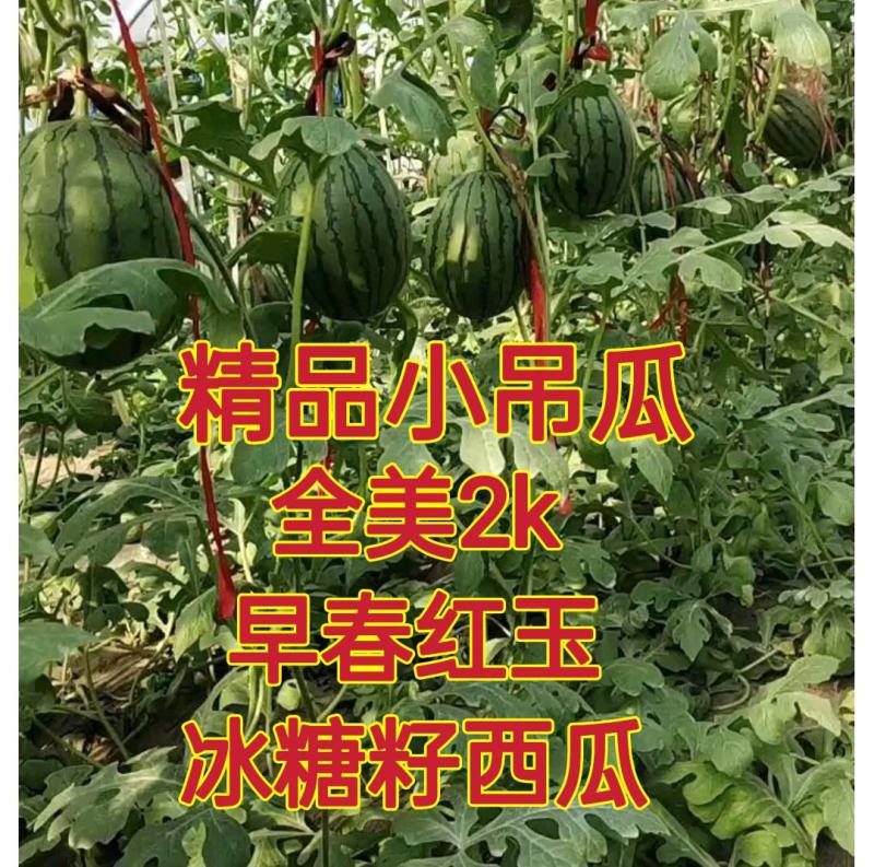 早春红玉西瓜小糖丸西瓜全美2k西瓜山东瓜果手剥皮西瓜