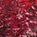 出售各种规格美国红枫红冠红点十月光辉秋火焰品种全价格低