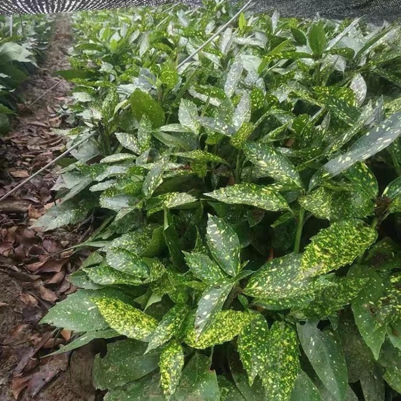 40公分桃叶珊瑚苗色块拼接绿篱搭配景观花海打造优选