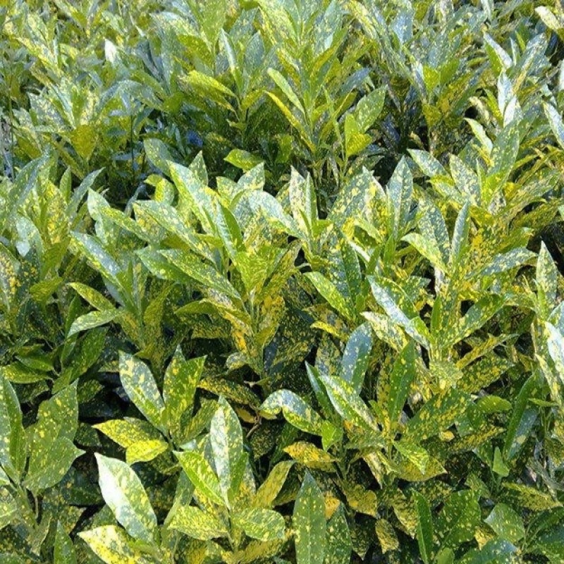 40公分桃叶珊瑚苗色块拼接绿篱搭配景观花海打造优选