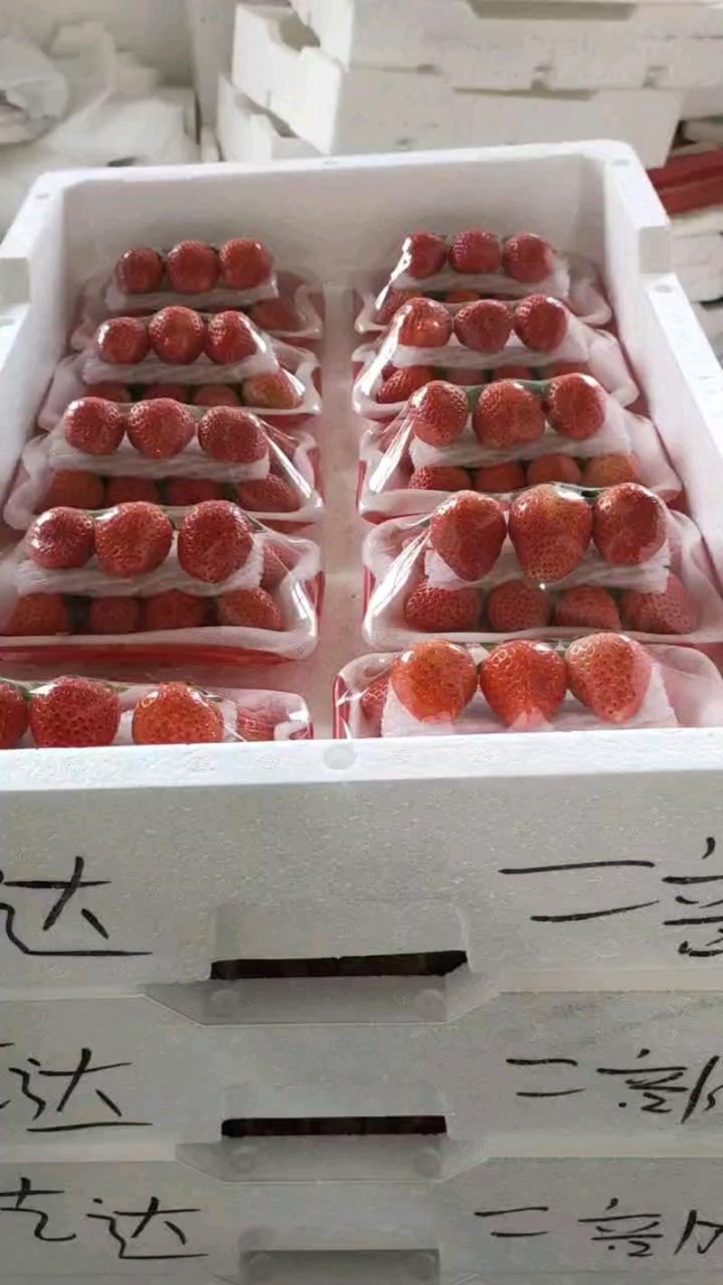 大量供应优质奶油草莓，【妙香草莓】，甜茶理，各种优质草莓