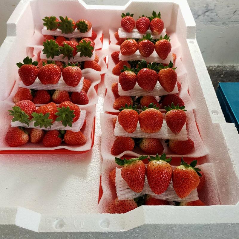大量供应优质奶油草莓，【妙香草莓】，甜茶理，各种优质草莓