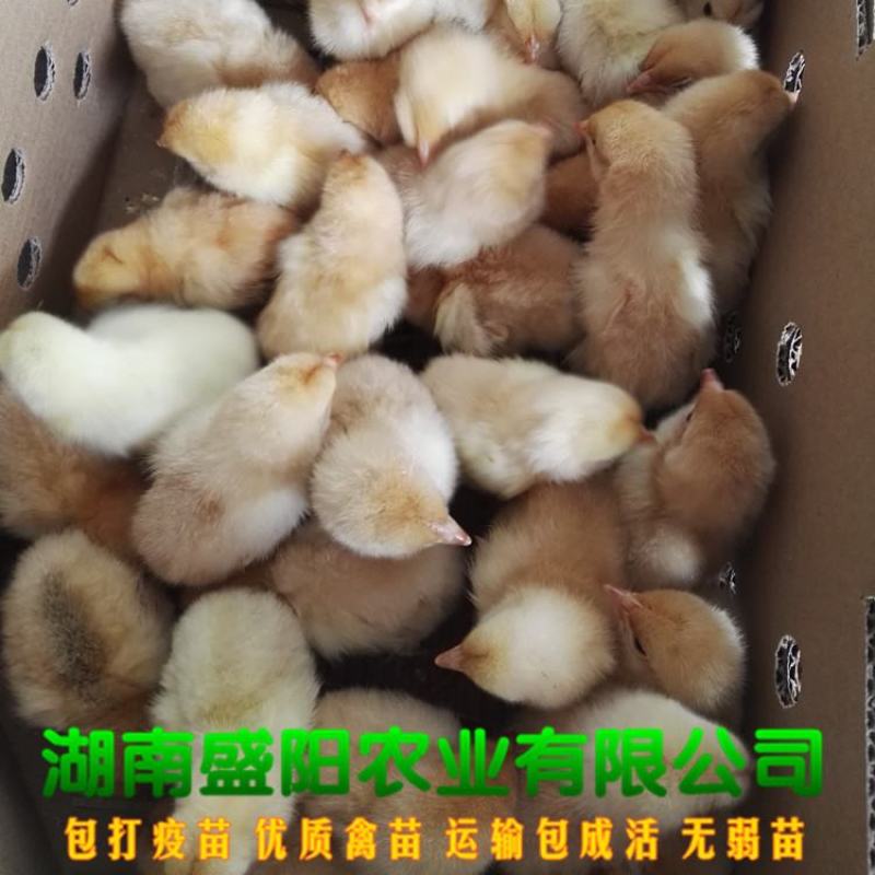 黄土鸡苗三黄鸡苗黄鸡苗湘黄土鸡苗出壳一天的活体小鸡苗