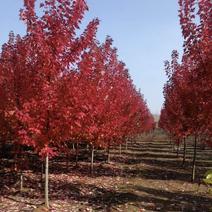 【红枫】红冠红枫，自家苗圃自产自销，品种纯正，欢迎采购