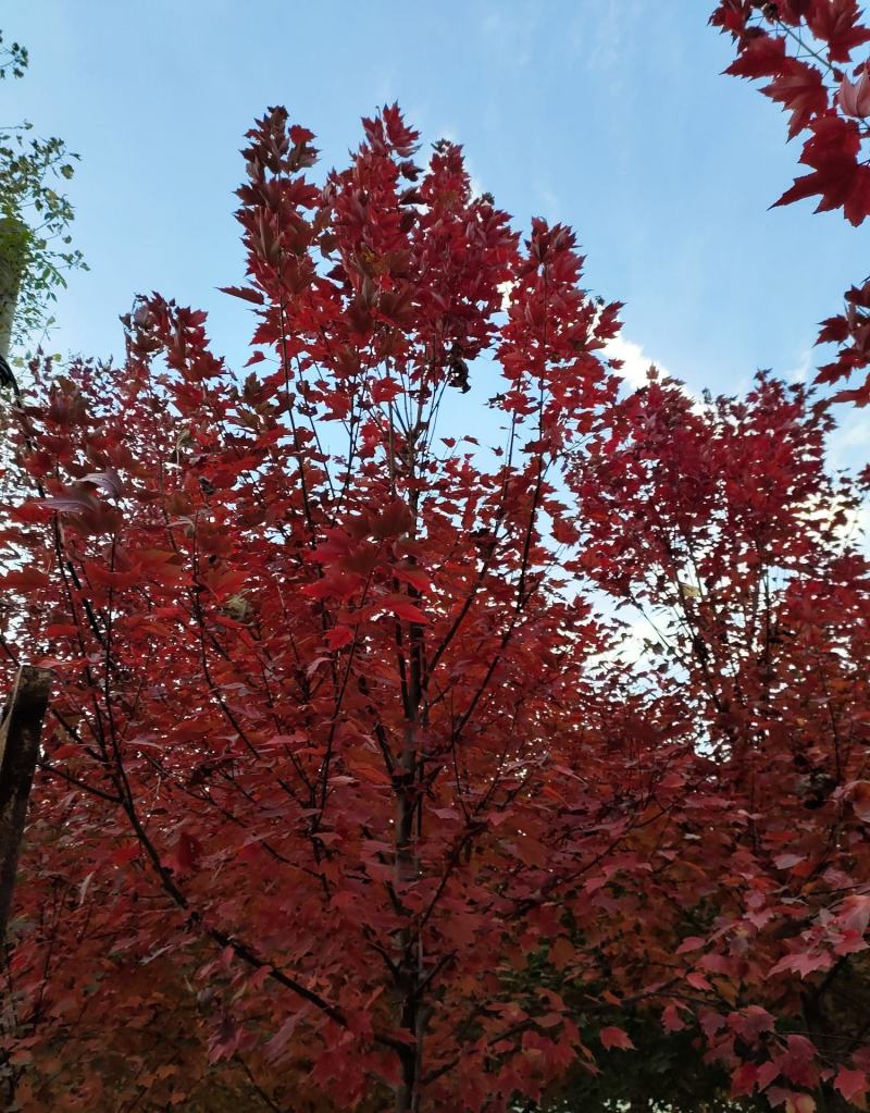 【红枫】红冠红枫，自家苗圃自产自销，品种纯正，欢迎采购