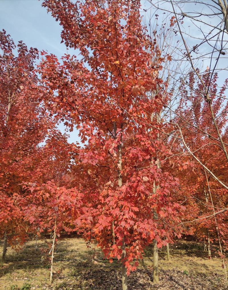 【红枫】红冠红枫，自家苗圃自产自销，品种纯正，欢迎采购