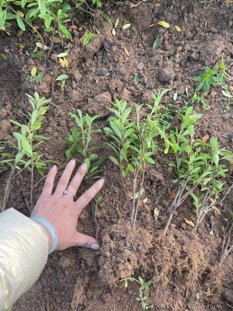 基地大量供应杜鹃苗，苗子粗壮有分支，有需要联系