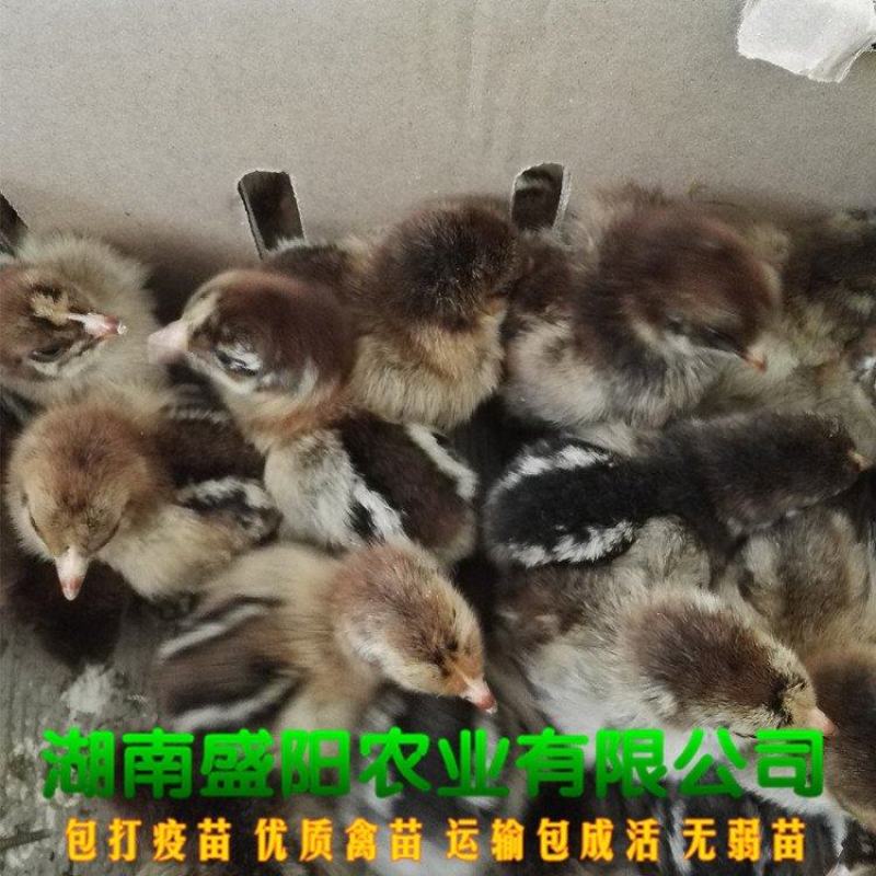 厂价直销灵山土鸡苗灵山麻鸡苗红毛鸡公苗灵土鸡苗
