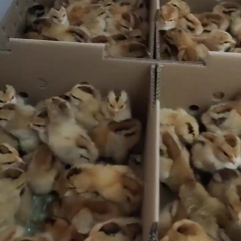 麻羽高产绿壳蛋鸡苗多蛋鸡苗出壳一天的小鸡苗