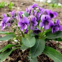 紫花地丁种子地被花卉花籽花种野花庭院阳台盆栽耐荫耐寒秋季