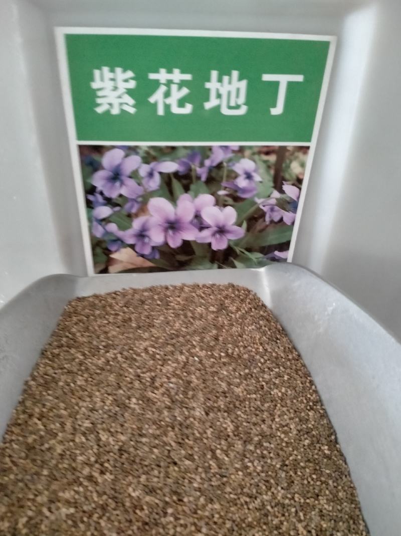 紫花地丁种子地被花卉花籽花种野花庭院阳台盆栽耐荫耐寒秋季
