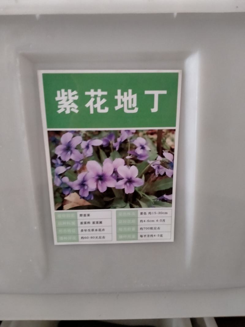 紫花地丁种子地被花卉花籽花种野花庭院阳台盆栽耐荫耐寒秋季