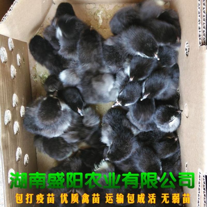 黑羽高/产绿壳蛋鸡苗产蛋鸡苗绿壳蛋鸡苗