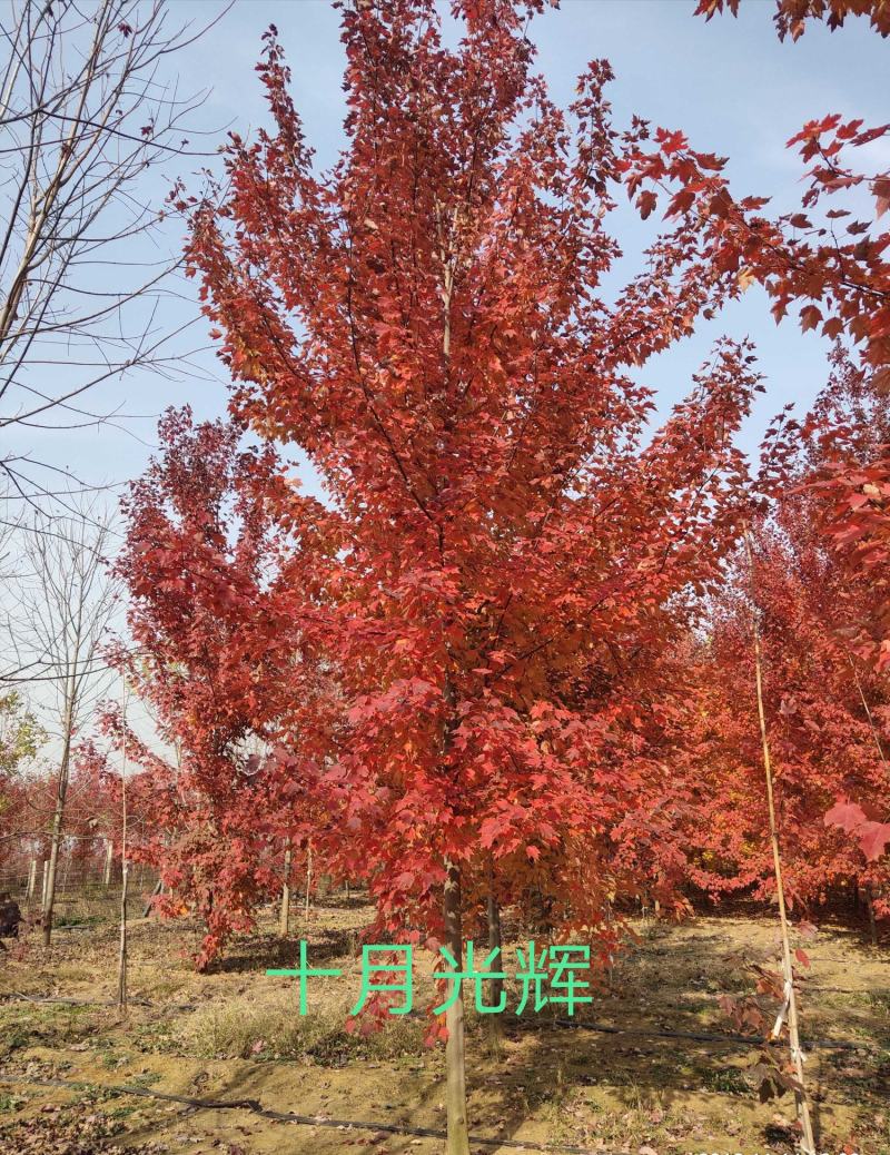 美国红枫树1-30公分有红冠十月光辉秋火焰红点保证成活率
