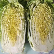 黄心白菜，大量上市中，货源充足。质量好，