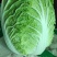 黄心白菜，大量上市中，货源充足。质量好，