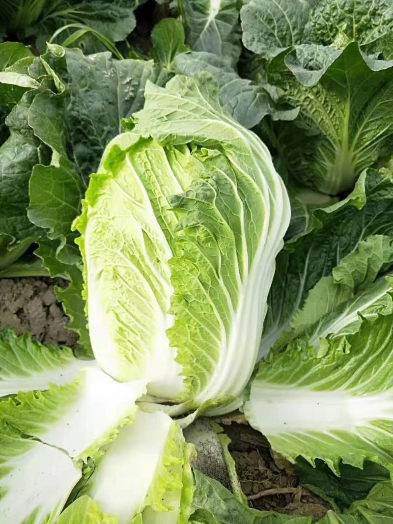 黄心白菜，大量上市中，货源充足。质量好，