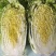 黄心白菜，大量上市中，货源充足。质量好，