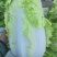 黄心白菜，大量上市中，货源充足。质量好，