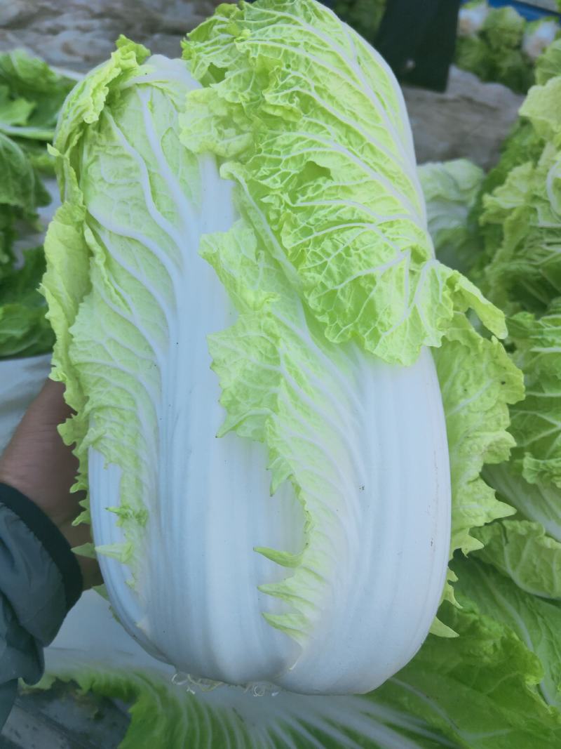 黄心白菜，大量上市中，货源充足。质量好，