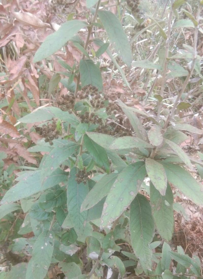 野生羊耳菊，羊耳菊根部，羊耳菊枝条，干品湿货齐全