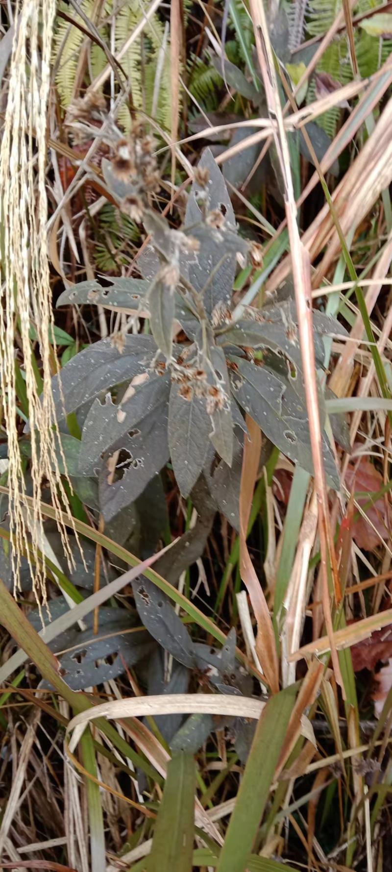 野生羊耳菊，羊耳菊根部，羊耳菊枝条，干品湿货齐全