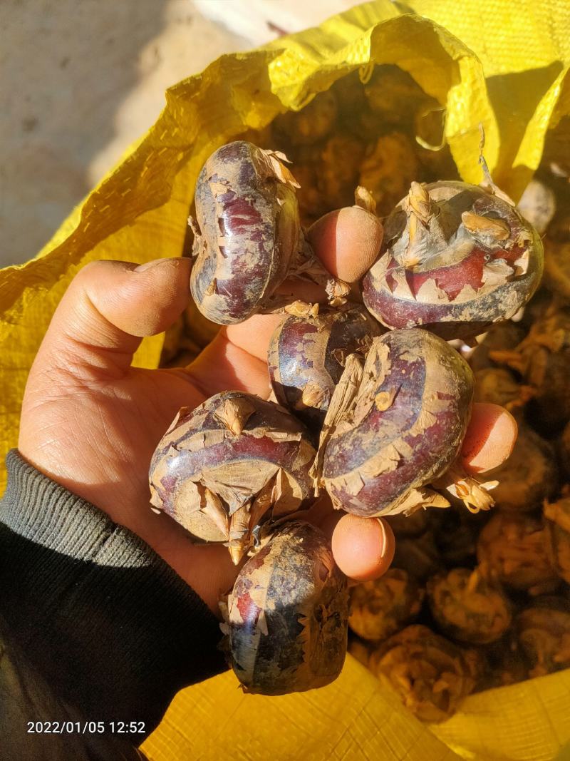 马蹄
