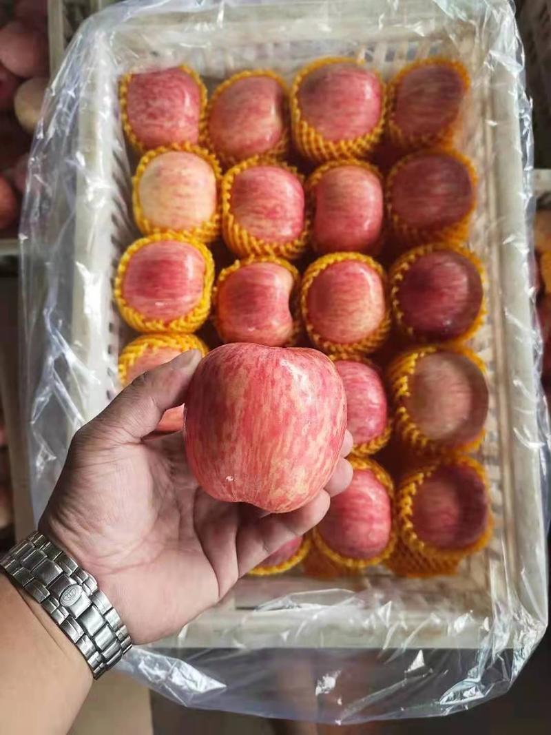 产地批发水晶红富士苹果，冰糖心红富士苹果，一手货源