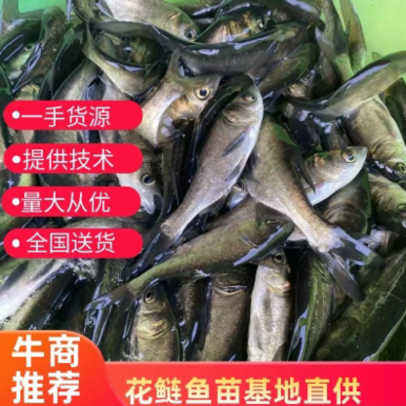 【基地直销，全国送货】花鲢水花
