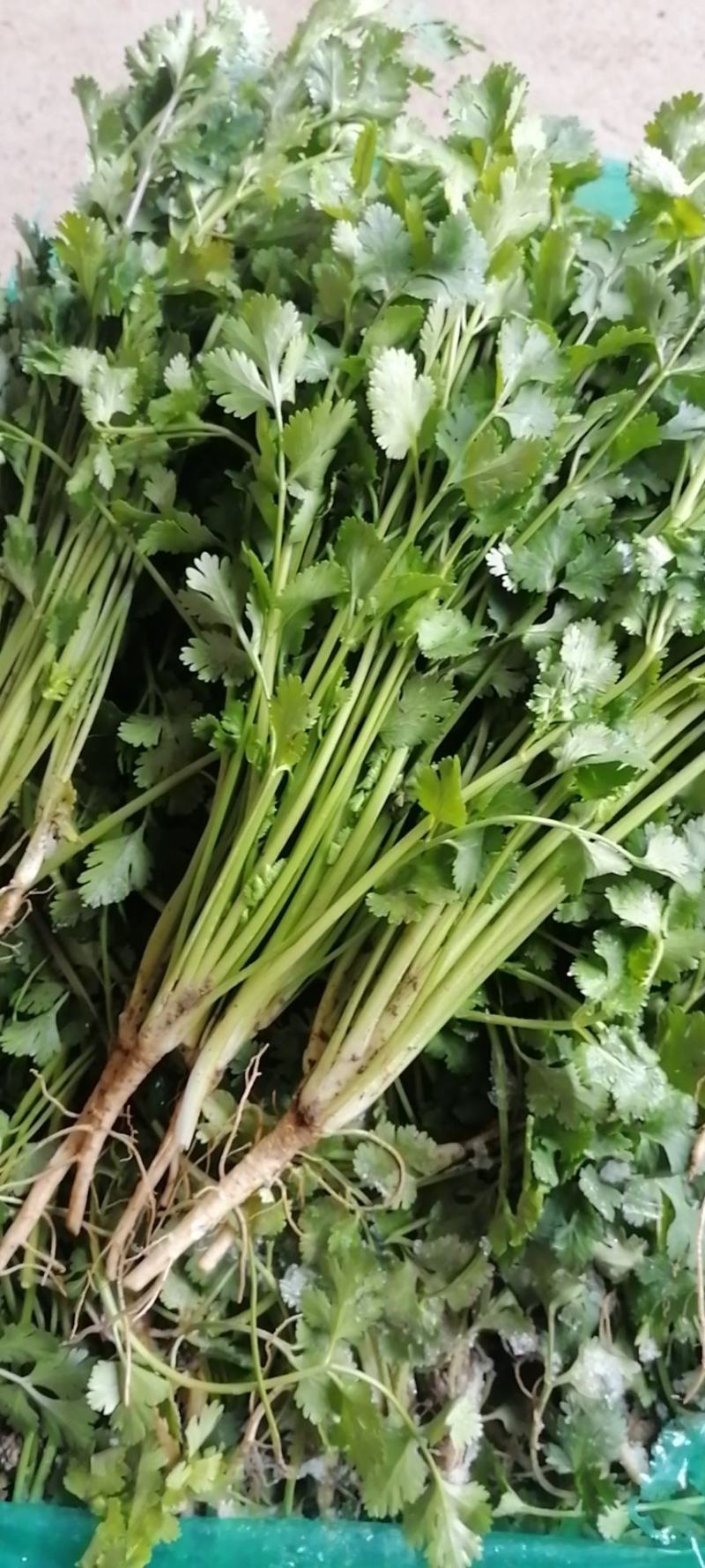 铁杆青香菜，中叶小叶精品香菜电商货加工厂市场货