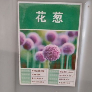 新品荷兰进口大花葱籽室外庭院盆栽紫花种子多年生四季花期长