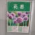 新品荷兰进口大花葱籽室外庭院盆栽紫花种子多年生四季花期长