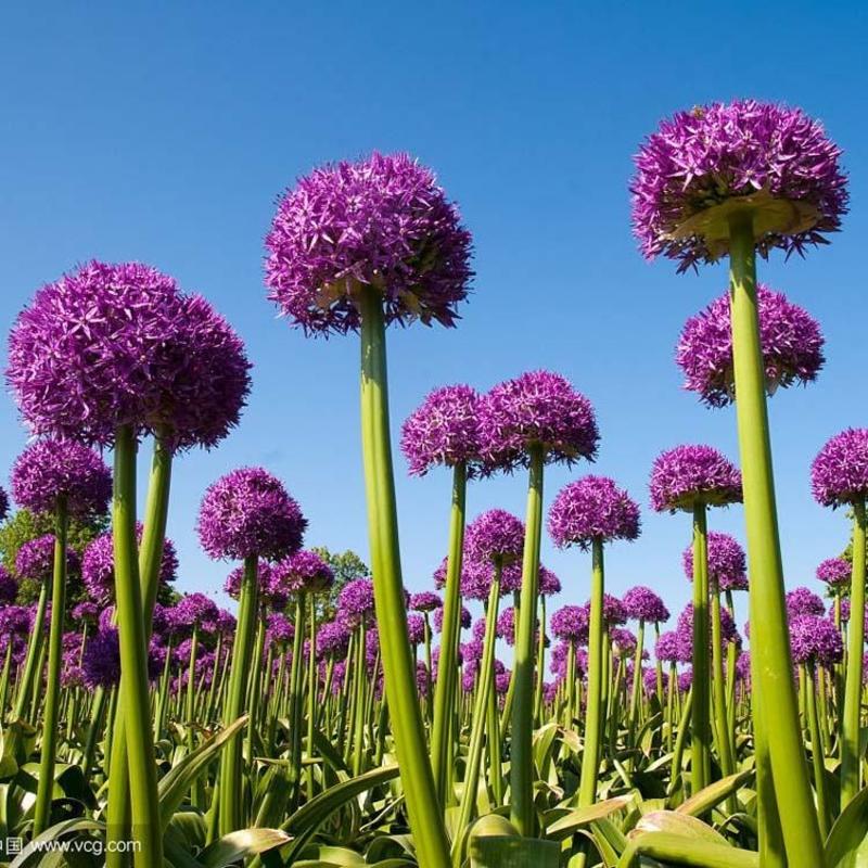 新品荷兰进口大花葱籽室外庭院盆栽紫花种子多年生四季花期长