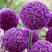 新品荷兰进口大花葱籽室外庭院盆栽紫花种子多年生四季花期长